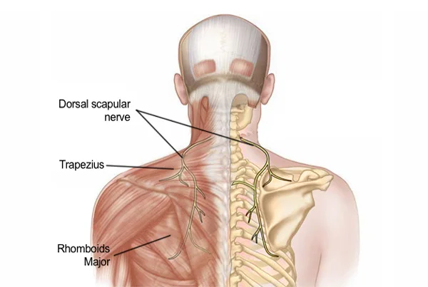Shoulder Pain and Stiffness